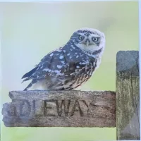 Owl birthday card -little owlsitting on signpost