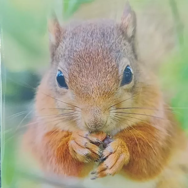 Red squirrel birthday card