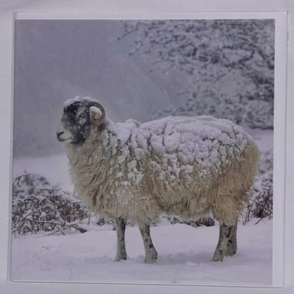 Winter sheep birthday card