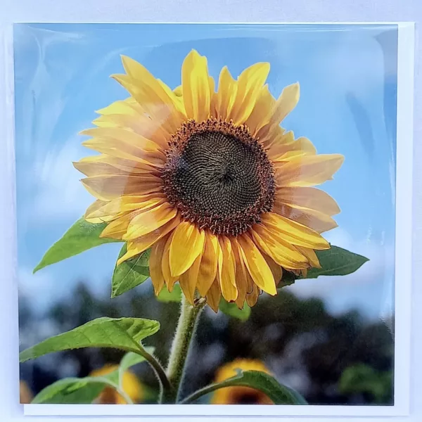 Sunflower birthday card