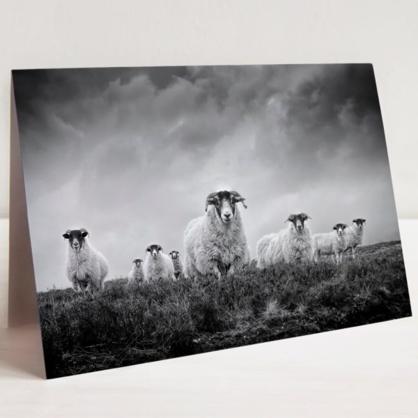 Black and white sheep card