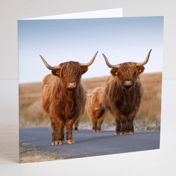 HIghland cows greetings card