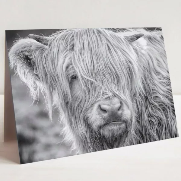 Highland cow birthday card by Paula Beaumont