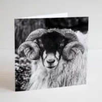 Swaledale ram birthday card blank greetings card by Paula beaumont