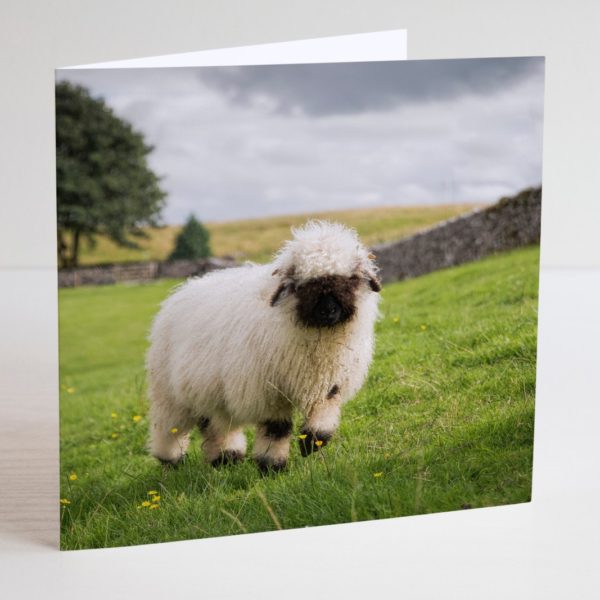 Valais sheep birthday card blank by Paula Beauont